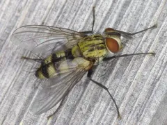 Calolydella lathami thumbnail 4