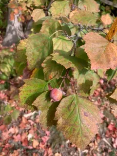 waxy-fruited hawthorn thumbnail 4