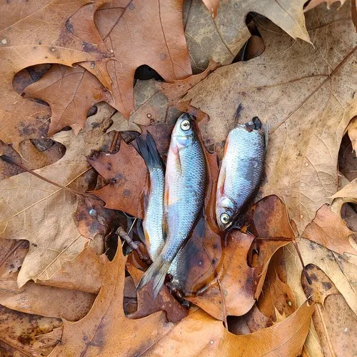 Golden Shiner
