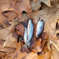 Golden Shiner thumbnail 1