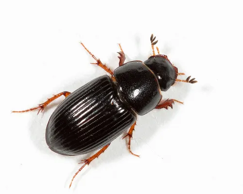 Pseudagolius bicolor