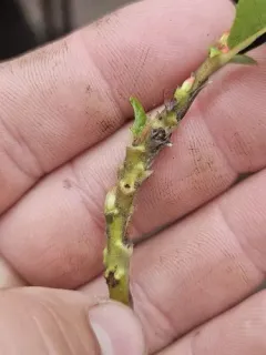 Rabdophaga salicistriticoides thumbnail 3
