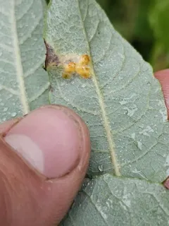 Iteomyia salicifolia thumbnail 3