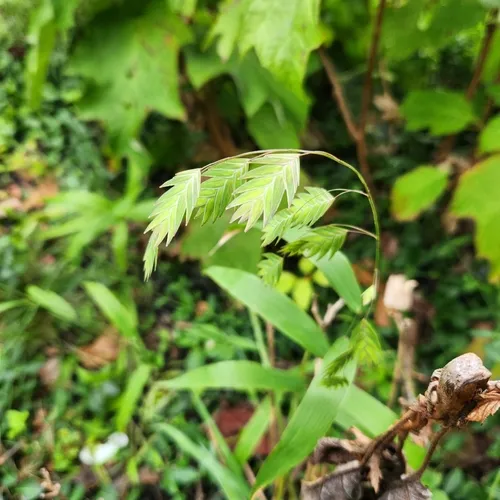 river oats