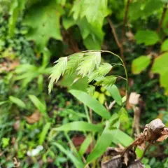 River oats