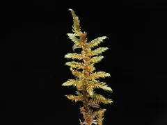 Brotherella canadensis thumbnail 3