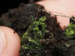 Dark-green Flapwort thumbnail 4