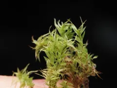 Longbract pohlia moss thumbnail 3