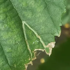 Elm Agromyzid Leafminer thumbnail 4