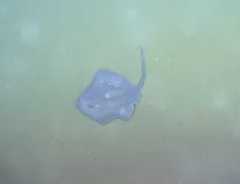 Roughtail Skate thumbnail 4