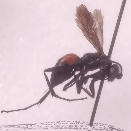 Arachnospila fumipennis