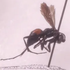 Arachnospila fumipennis thumbnail 1