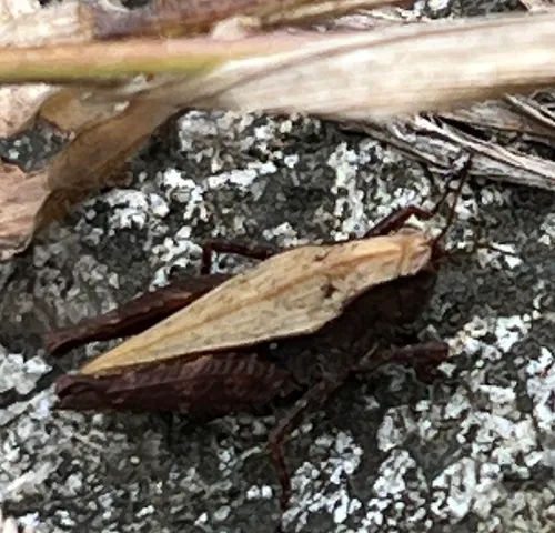 Black-sided Pygmy Grasshopper