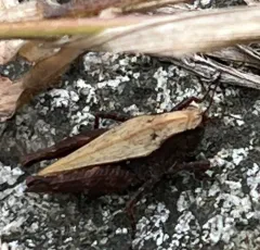 Black-sided Pygmy Grasshopper thumbnail 1