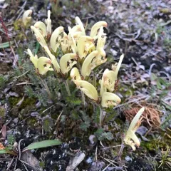 Capitate Lousewort thumbnail 2