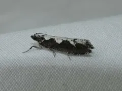 Epinotia albicapitana thumbnail 4