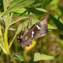 Ironweed Stem Borer Moth thumbnail 2