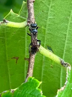 Mellinus bimaculatus thumbnail 3