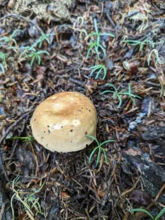 Russula viridofusca thumbnail 3