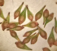 rusty slender sedge thumbnail 1