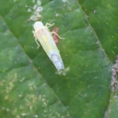 Bramble Leafhopper thumbnail 2