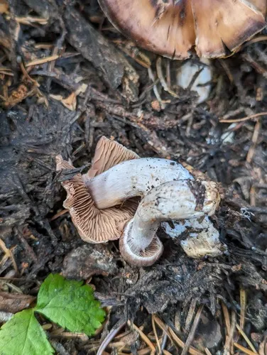Cortinarius biformis
