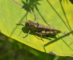 Clouded Grasshopper thumbnail 4