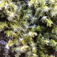Woolly Fringe-moss thumbnail 2