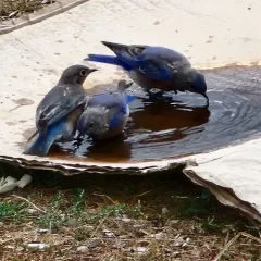 Western Bluebird thumbnail 4