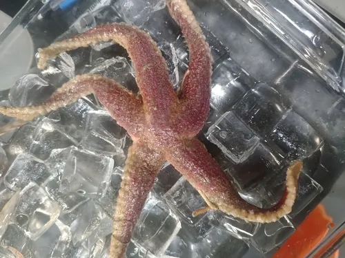 Urasterias lincki
