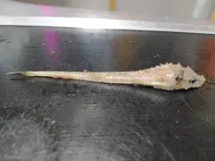 Atlantic Poacher thumbnail 2