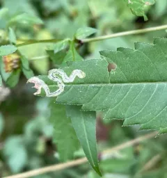 Liriomyza carphephori thumbnail 4