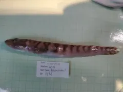 Canadian Eelpout thumbnail 1