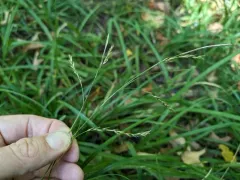 European Woodland Sedge thumbnail 3