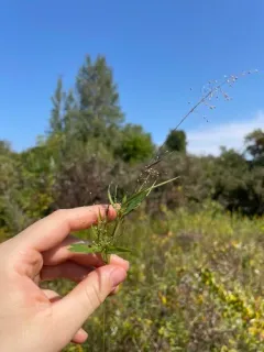 hemlock panic grass thumbnail 3