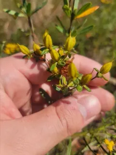 Swink's St. John's wort thumbnail 3