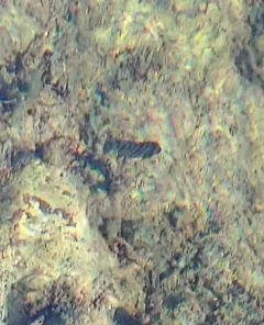 Convict Cichlid thumbnail 3