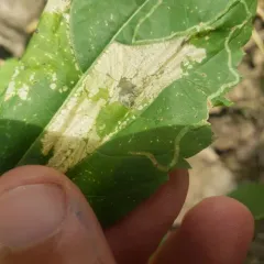 Leucospilapteryx venustella thumbnail 3