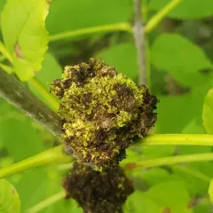 Ash Flower Gall Mite thumbnail 3