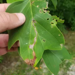 Yellow Poplar Weevil thumbnail 4