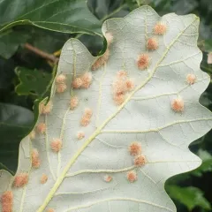 Neuroterus floccosus thumbnail 3