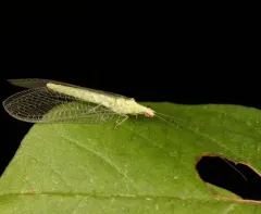 Harris's Green Lacewing thumbnail 2