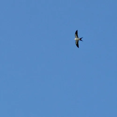Swallow-tailed Kite