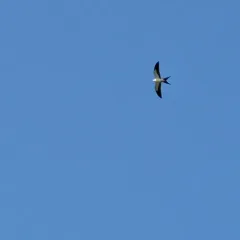 Swallow-tailed Kite thumbnail 1