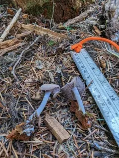 Cortinarius barlowensis thumbnail 3