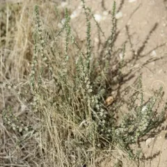 saltwort thumbnail 3