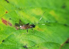 Asthenolabus scutellatus thumbnail 2
