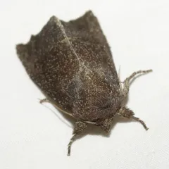 Prairie Rosinweed Borer Moth thumbnail 4