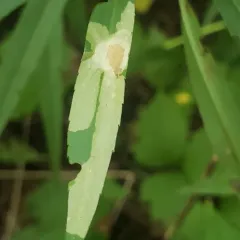 Astrotischeria astericola thumbnail 3