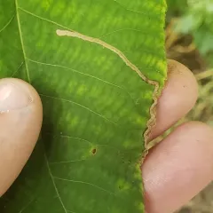 Stigmella caryaefoliella thumbnail 4